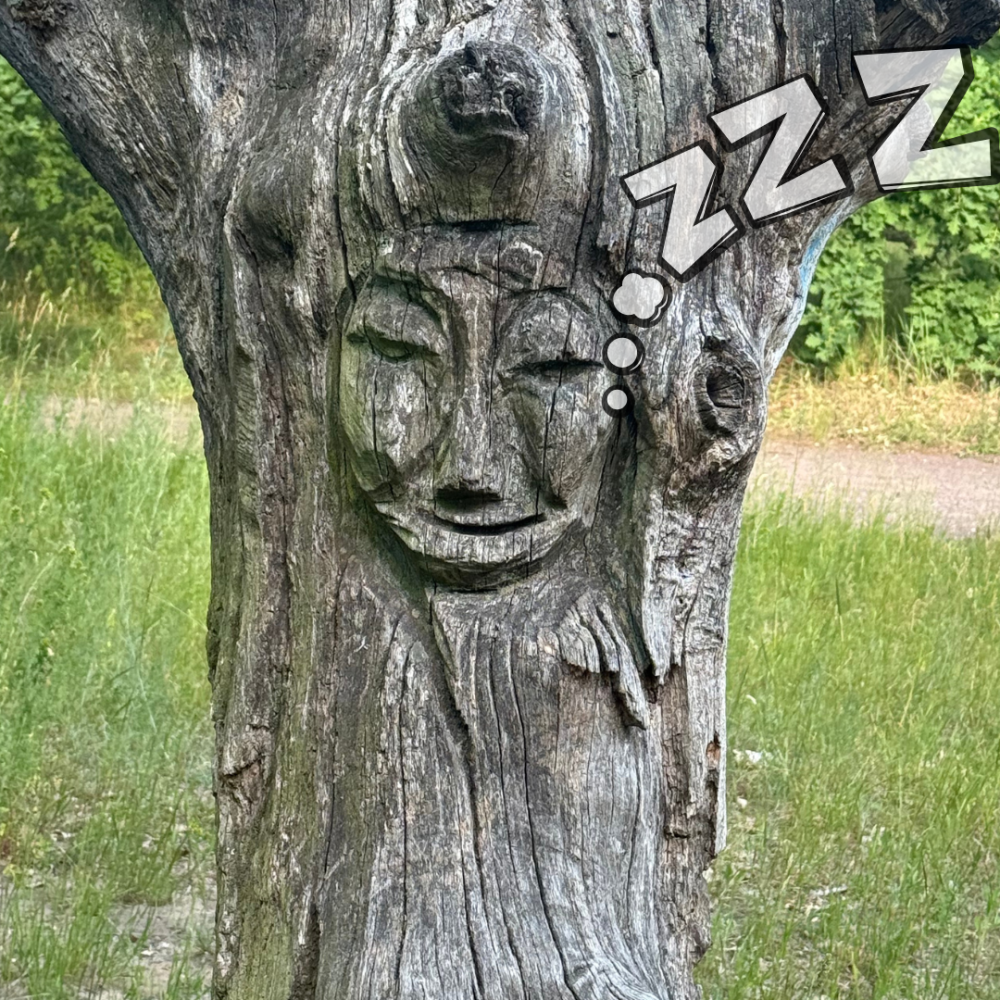 Forest Nap: Ambient & Gongs